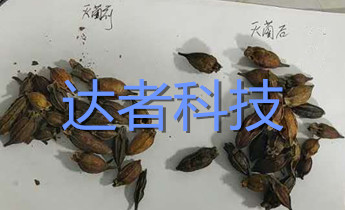 梔子滅菌效果